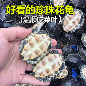 台湾珍珠花龟 乌龟活体 活物珍珠龟六线草龟苗小花草龟深水宠物龟
