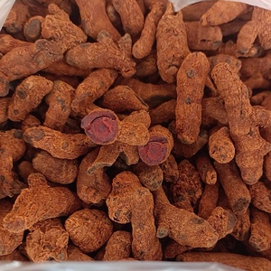 血三七云南正品野生药材跌打损伤疼痛泡酒料药酒料 500g 配血竭