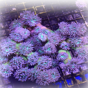 蓝鲸鲨水族馆专业销售海水鱼 珊瑚活体 器材/澳洲灯琴 颜色状态好