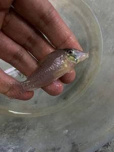 长吻海盗鼠  海盗狐狸鼠 鼠鱼  c53 c053  南美进口观赏鱼 热带鱼