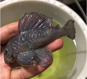 皇后迷宫 l260 南美野生进口观赏鱼 南美原生鱼 活体