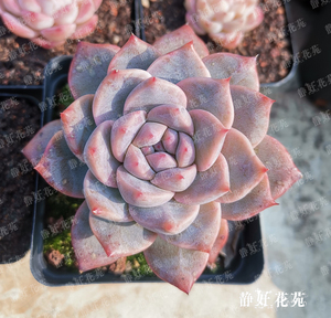 月神多肉