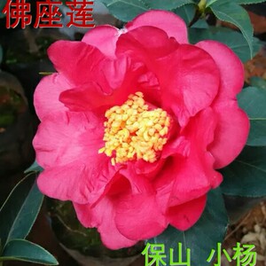云南茶花 佛座莲4年壮苗 带花苞开品10致18厘米 云茶稀有品种推荐