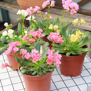 露薇花苗盆栽带花 阳台多年生观花植物露微花琉维草四季易种多花