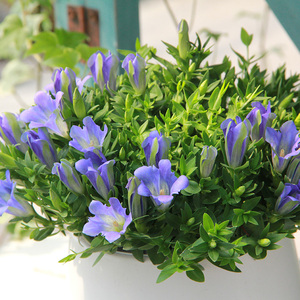 龙胆花盆栽带花海洋之星多年生宿根观花植物花园耐寒白色龙胆花苗