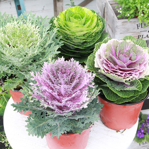 三色羽衣甘蓝盆栽花苗观赏花卉皱叶甘蓝户外绿化植物耐寒