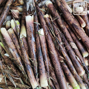 5斤 福建三明建宁麻笋带壳小竹笋花壳笋水笋