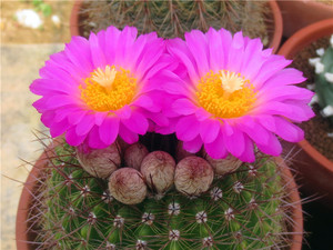 仙人球种子 南国玉属notocactus horstii 红彩玉 20年夏自采