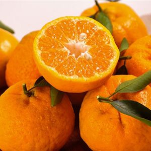 2021新货5斤大果云南大理宾川椪柑新鲜水果