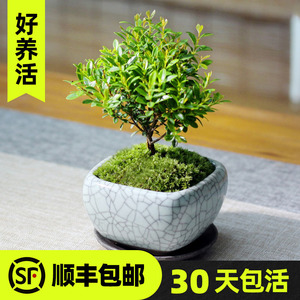 小叶赤楠苗小苗