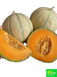 新品甜瓜种子法国夏朗德香瓜籽种进口高产水果种子阳台盆栽四季播