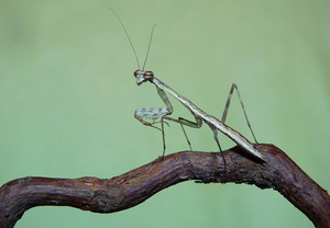 狮鹫螳格里芬螳宠物螳螂活体 儿童礼物 新手入门 若虫 现货5l包邮