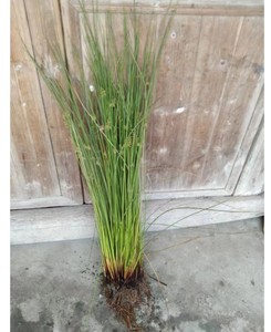 50杆水葱野生灯芯草湿地水培草植物席草龙须草秧草绿化带净化水质