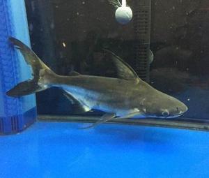 包活热带鱼大型观赏鱼淡水鲨虎头鲨蓝鲨成吉思汗鲨可混养