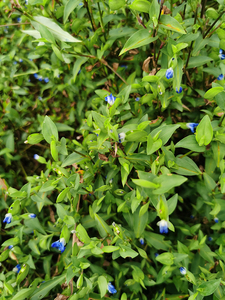 鸭跖草500g克野生 鸭鹊草 鸭趾草碧竹子 翠蝴蝶,淡竹叶 草药