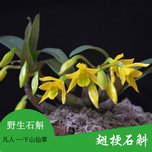 翅梗石斛