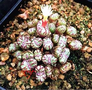 多肉植物种子 番杏肉锥红纹安贞 安珍种子饱满满额包邮