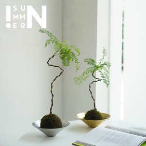 蓝花楹苔玉 苔藓球 桌面茶台创意绿植盆栽 观叶植物 禅意