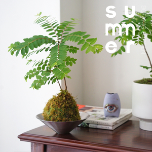 海南叶下珠 造型盆景 桌面小盆栽 绿植 观叶植物 禅意苔藓球 苔玉