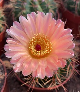 稀有仙人球大小红花青王丸包邮