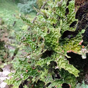 熊文丽12345淘宝云南省大理土产山货农产品野生树皮菜食用天然野菜