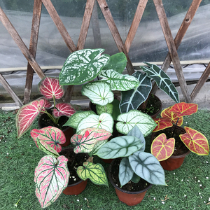 彩叶芋植物月光白色恋人室内观叶盆栽客厅北欧网红绿植花卉五彩芋