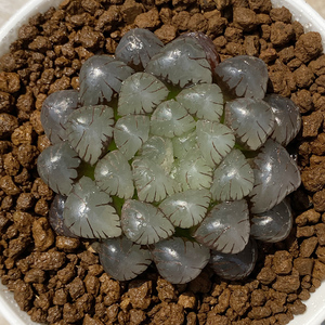 【紫姬玉露】紫姬玉露品牌,价格 - 阿里巴巴