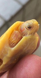 coinde黄化悖论巴西龟苗 变异巴西龟 黄化巴西龟 宠物龟 观赏龟