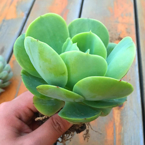 鸡蛋碧桃多肉植物鸡蛋莲花办公室桌面窗台绿植盆栽盆景