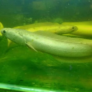 观赏鱼雷龙鱼淡水大型冷水鱼白甲雷龙肉食性凶猛鱼白化黑鱼稀有鱼