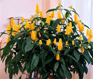 黄金塔花
