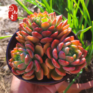 芬达 多头多肉植物精品进口新品小贵货创意盆栽绿植盆栽大颗好养