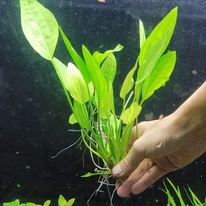水族箱鱼缸ada阿根廷皇冠水上叶挺水植物淡水后景易活耐养的水草