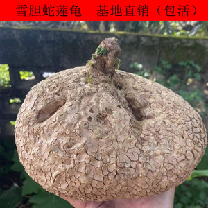 国产龟a甲龙植物雪胆蛇莲赛金刚云南多盆块根盆景花栽肉卉绿植