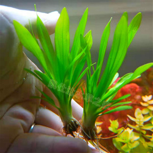 大九叶皇冠草 迷你九冠 真水草鱼缸造景装饰活体懒人草淡水水族箱