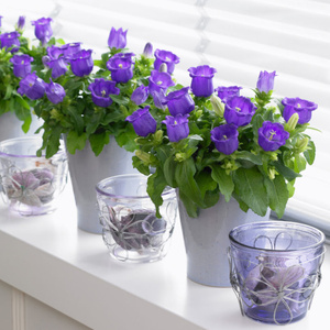 大花风铃草盆栽 荷兰进口风铃花苗铃铛花 阳台庭院花卉植物多年生