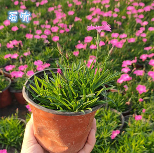 欧石竹花苗康乃馨花苗盆栽耐寒耐热多年生四季开花石竹初吻花卉