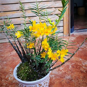 姬竹叶石斛苗石斛兰花石斛盆栽苗造景石斛缸养园艺造景附生兰花苗