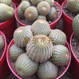 单头 黑斜子多头仙人球大棚直售绿植 室内办公室阳台趣味盆栽