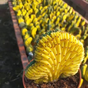 多闻柱缀化锦 多纹柱锦 白珊瑚断崖王子佛头玉大棚直售绿植仙人球