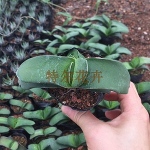 卧牛多肉植物