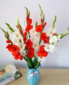 剑兰花鲜花