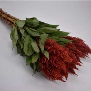 红凤尾鲜花昆明基地直发红火炬单头鲜切花全国花店婚庆活动用花材