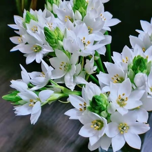 圣心百合鲜花雀梅云南鲜花昆明斗南花市家庭办公室插花顺丰冷链发