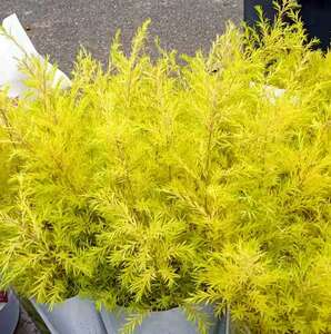 千层金鲜花家用水养禅意鲜切枝昆明斗南花市云南鲜花搭配花束顺丰