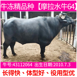 【摩拉水牛64号】改良牛冻精人工配种特级冻精牛精子肉用输精配种