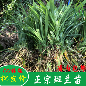 新马泰香兰叶苗斑斓苗斑斓叶斑兰苗盆景绿植庭院美观大量净化空气