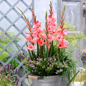 剑兰种球花苗菖兰花球唐菖蒲花种球四季种植庭院多年生花卉植物花