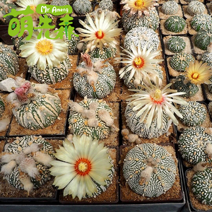 实生苗精品超兜v兜星球属仙人球绒白兜海星大型奇迹星兜一物一拍