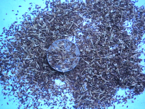 云南高山杜鹃种子杜鹃花种子迷人杜鹃种子当年采有现货